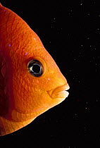 Garibaldi fish juvenile portrait {Hypsypops rubicunda} Pacific ocean, California, USA