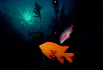 Garibaldi {Hypsypops rubicunda} and Steephead fish {Semicossyphus pulcher} to right, California, Pacific Ocean, USA