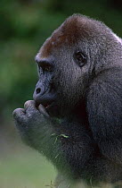 Western lowland gorilla {Gorilla gorilla gorilla} Lokoue Bai, Odzala NP, Congo Rep