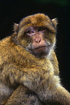 Barbary ape portrait {Macaca sylvanus} captive, from N Africa