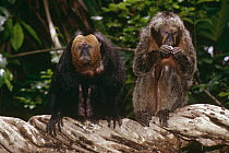 White faced saki pair {Pithecia pithecia} male on left, female on right feeding, Amazonia, South America