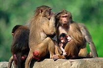 Hamadryas baboons grooming one another {Papio hamadryas}  Africa