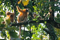 Golden langur group in tree canopy {Presbytis geei}, India Chakrosila Wildlife Sanctuary VU