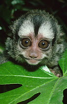 Night monkey {Aotus trivirgatus} juvenile, captive, from Central and South America