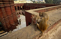 Rhesus macaques {Macaca mulatta} Temple monkeys at Varanesi, Uttar Pradesh, India