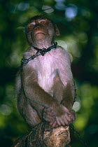 Pigtail macaque {Macaca nemestrina} imported from Borneo and kept as pet, Sulawesi, Indonesia