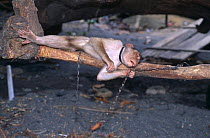 Pigtail macaque {Macaca nemestrina} imported from Borneo and kept as pet, Sulawesi, Indonesia