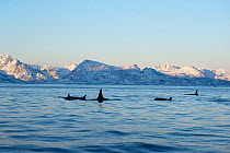 Pod of Killer whales {Orcinus orca} with snowy mountains behind, Tysfiord, Norway