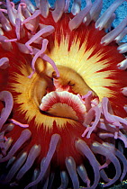 Close up of Sea anemone oral disk {Tealia sp} Pacific coast, USA