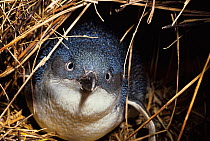 Little / Blue penguin {Eudyptula minor} in burrow, New Zealand