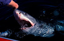 Man touching Great white shark at surface, South Africa