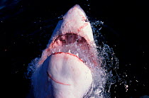 Great white shark at surface with open mouth South Africa