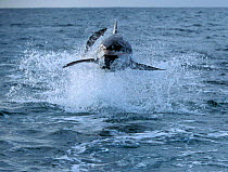 Great white shark breaching to catch decoy seal, South Africa