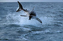 Great white shark breaching to catch a decoy seal, South Africa