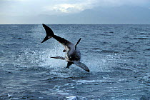 Great white shark breaching to catch a seal decoy, South Africa