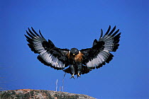Augur buzzard flying in to land,  Giants Castle, South Africa