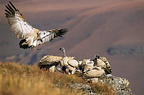 Cape vultures {Gyps coprotheres} Giants Castle, South Africa