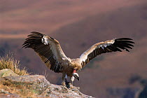 Cape vulture juvenile, Giants Castle, South Africa