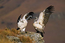 Cape vultures disputing {Gyps coprotheres} Giants Castle, South Africa