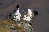 Cape vultures {Gyps coprotheres} fighting. Giants Castle, South Africa