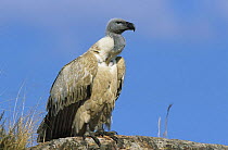 Cape vulture {Gyps coprotheres} Giants Castle, South Africa