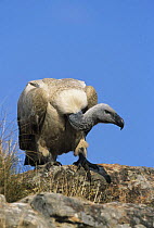 Cape vulture {Gyps coprotheres} Giants Castle, South Africa