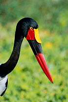 RF- Saddlebill stork head portrait (Ephippiorhynchus senegalensis). Kruger National Park, South Africa. (This image may be licensed either as rights managed or royalty free.)