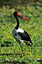 Saddlebill stork {Ephippiorhynchus senegalensis} amongst in water lettuce, Kruger NP, S Africa