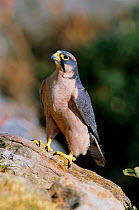 Lanner falcon female {Falco biarmicus} Giants Castle, South Africa