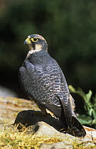 Lanner falcon {Falco biarnicus} female perched on cliff, Giants Castle, South Africa