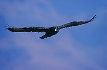 Verreaux's / Black eagle {Aquila verreauxii} juvenile in flight, Giants Castle, South Africa