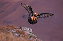 Bearded vulture landing {Gypaetus barbatus} Giants Castle, South Africa