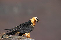 Bearded vulture (Bearded vulture) {Gypaetus barbatus} Giants Castle, South Africa