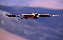 Juvenile Bearded vulture flying {Gypaetus barbatus} Giants Castle, South Africa