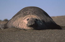Southern elephant seal bull {Mirounga leonina} resting on beach haul out, Valdes Peninsula, Argentina