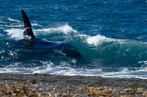 Killer whale {Orcinus orca} hunts Southern sealion {Otaria flavescens} along beach, Valdes, Argentina