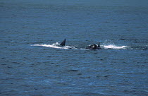 Killer whales {Orcinus orca} attack Southern right whale (Eubaena glacialis australis) Valdes peninsula, Argentina
