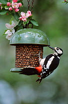 Great spotted woodpecker on feeder {Dendrocopus major} Wiltshire, England