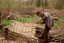 Hurdle maker at work in hazel coppice woodland. Dorset, UK