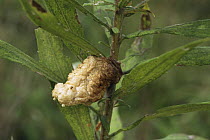 Chinese mantid (Tenodera aridifolia) eggs on Goldenrod (Solidago genus), Pennsylvania, USA