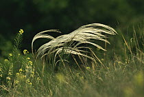 Feather grass {Stipa pennata}, Austria