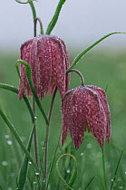 Dew-covered Snake's head fritillary {Fritillaria meleagris} flowers, Germany