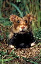 Common hamster {Cricetus cricetus} Germany