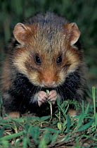 Common hamster feeding on grass {Cricetus cricetus} Germany