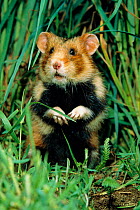Common hamster {Cricetus cricetus} Germany captive
