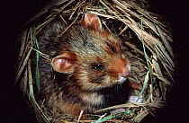 Common hamster in nest {Cricetus cricetus} Germany