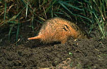 Rear-view of Common hamster {Cricetus cricetus} burrowing, Germany.