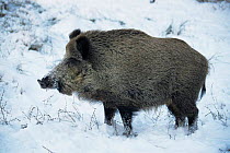 Wild boar in snow {Sus scrofa} Germany