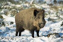 Wild boar in snow {Sus scrofa}  Germany captive