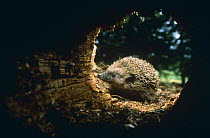 Hedgehog investigates hollow trunk {Erinaceus europaeus} Germany